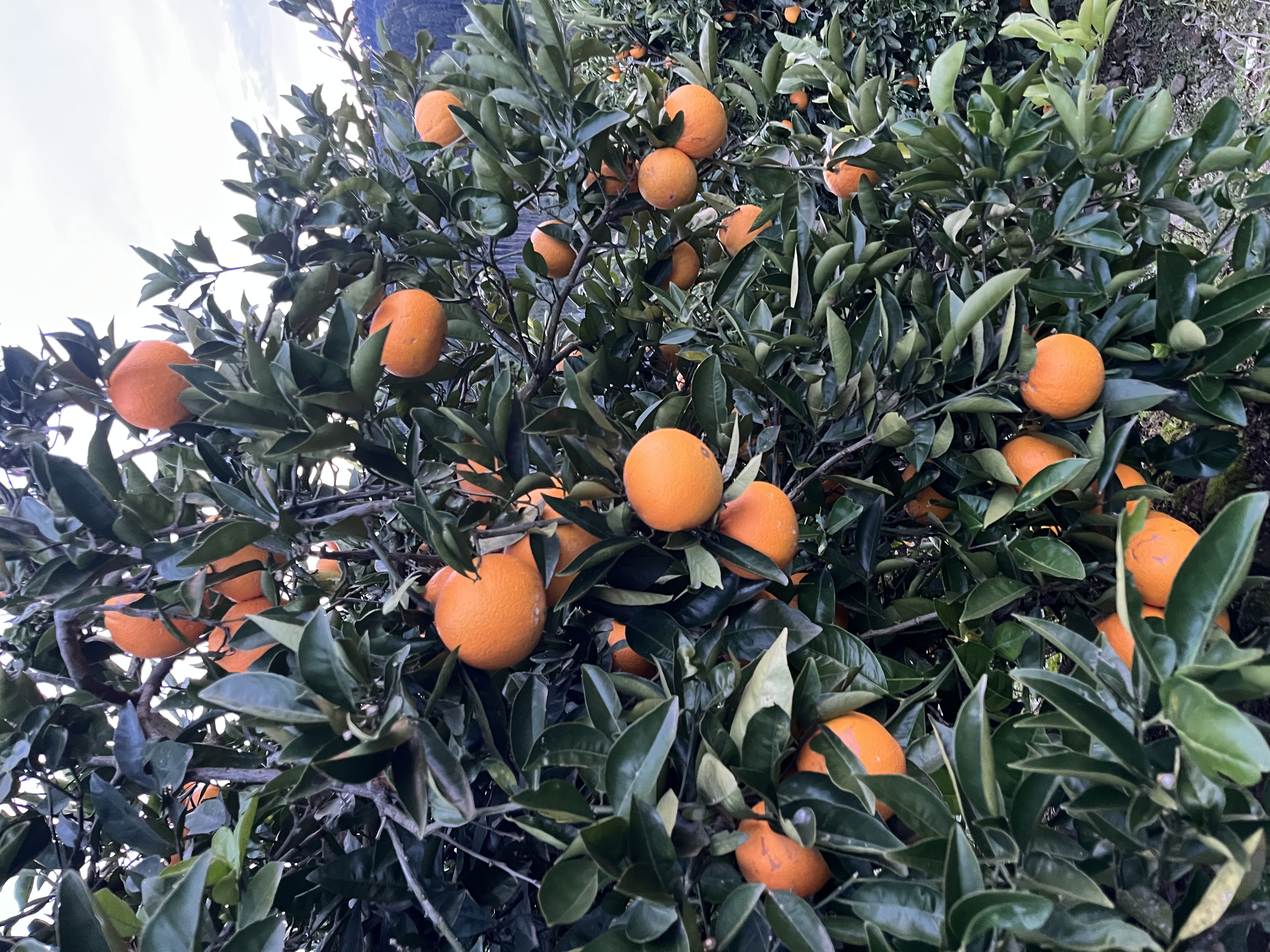 Laranja umbigo