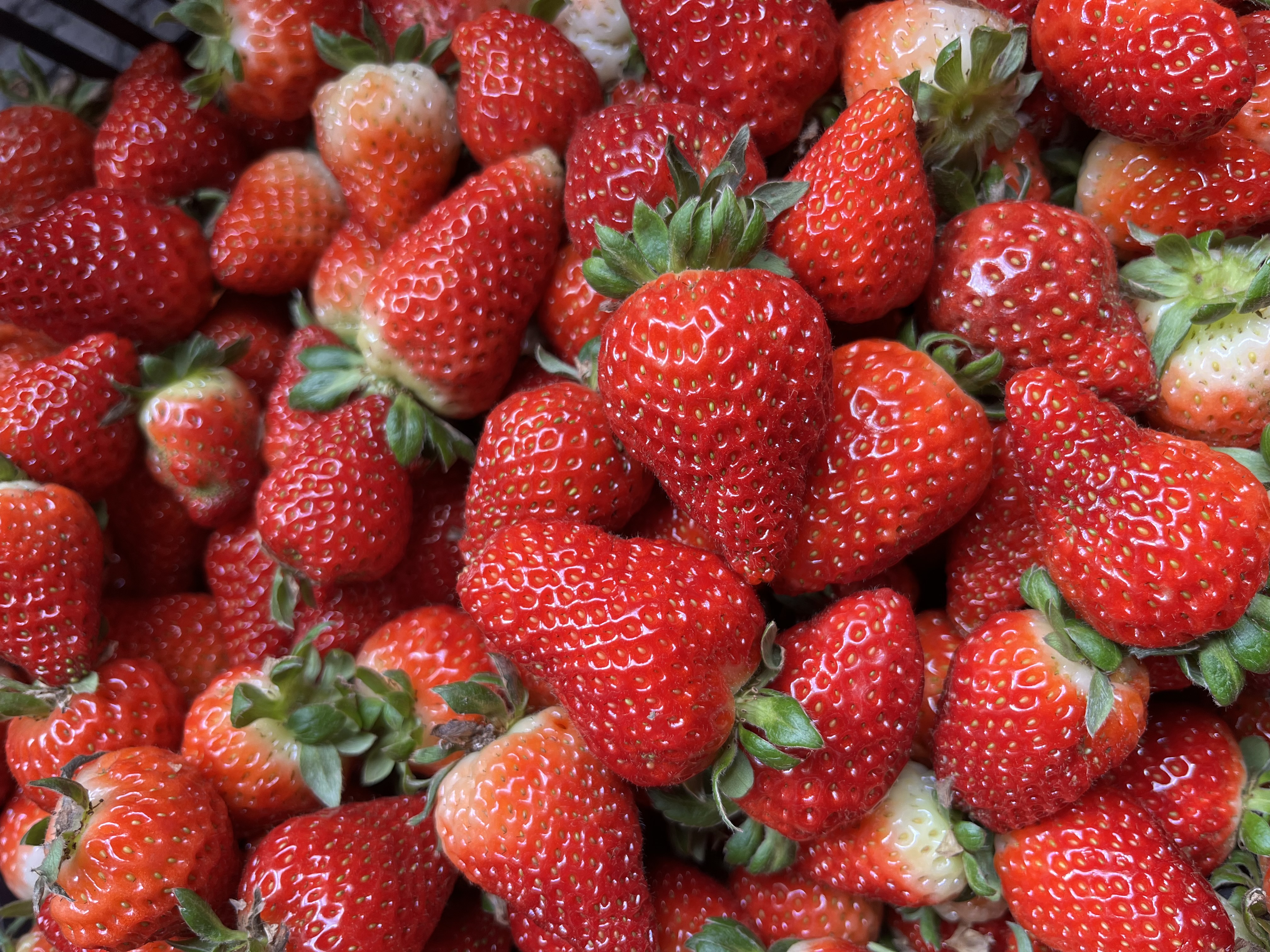 Morango