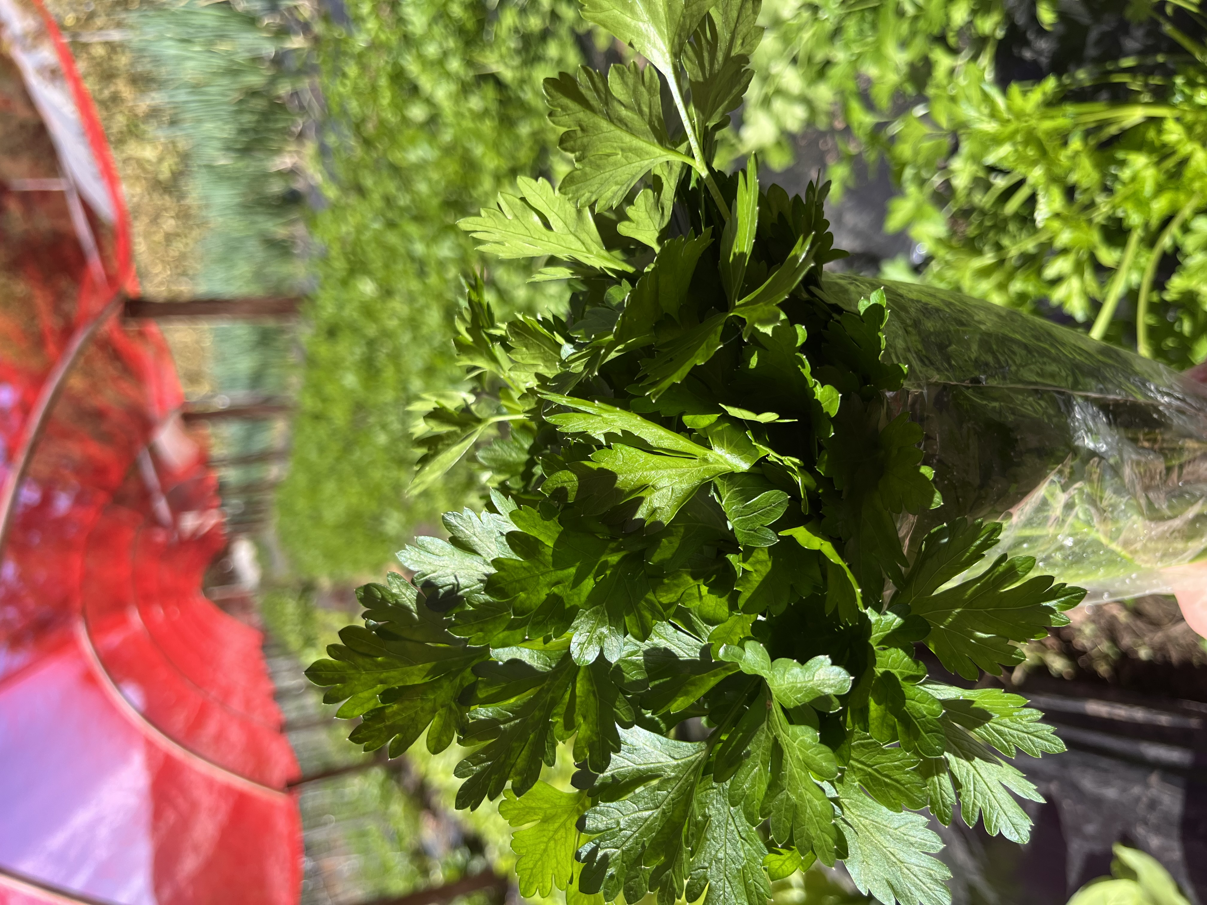 Salsa